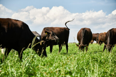 Wagyu Rinder auf der Wiese Bodensee