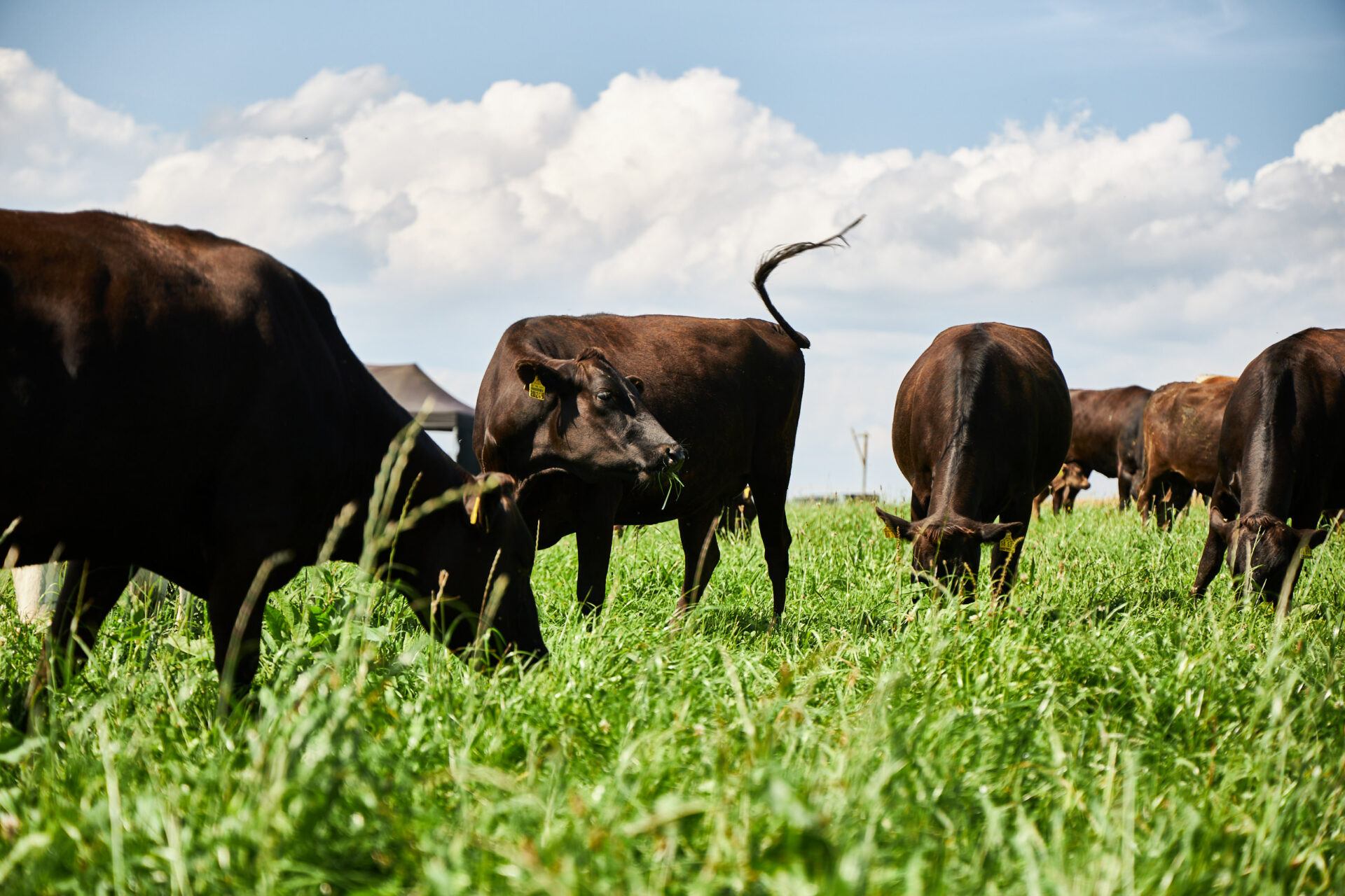 Wagyu Fleisch vom Bodensee Online Shop | Premium Rindfleisch